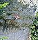 Weienstein, Strohdach 9-